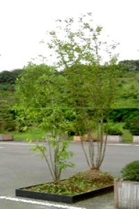 緑化マット樹木植栽